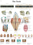 The Teeth - Anatomical Chart